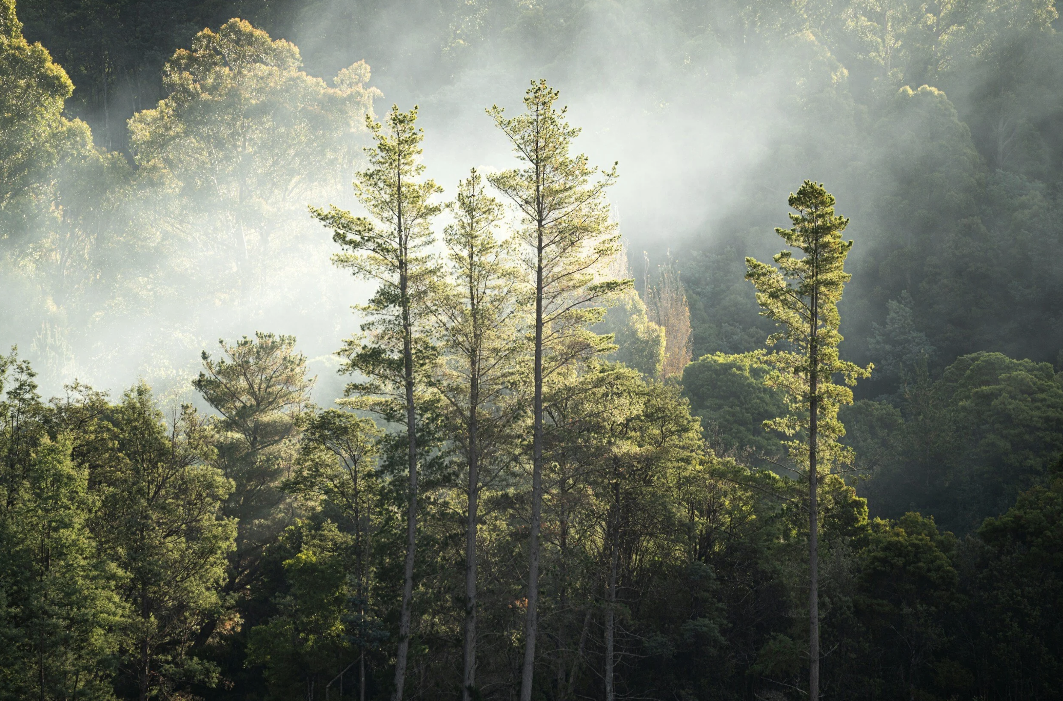 Huon Pine - Inspired by the natural patterns of Tasmania's iconic tree